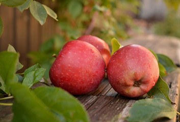 Big red apple on a wooden bench in the autumn garden. Beautiful large apples during the harvest at the farm.