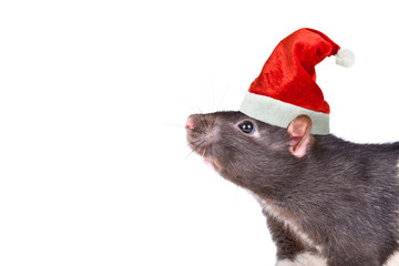 Portrait of a rat in a Christmas cap isolated on white background
