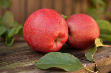 Big red apple on a wooden bench in the autumn garden. Beautiful large apples during the harvest at the farm.