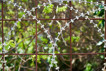 barbed wires and green plants