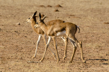 Springbok, Antidorcas marsupialis, Afrique du Sud