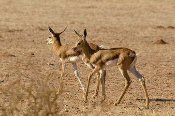 Springbok, Antidorcas marsupialis, Afrique du Sud