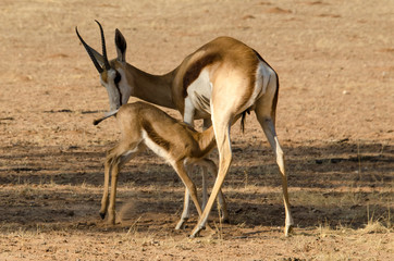 Springbok, Antidorcas marsupialis, Afrique du Sud