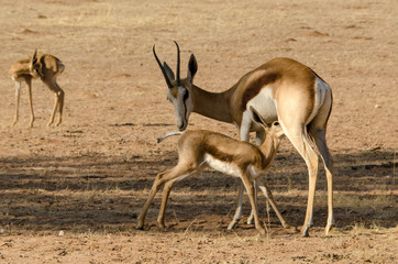 Springbok, Antidorcas marsupialis, Afrique du Sud