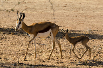 Springbok, Antidorcas marsupialis, Afrique du Sud