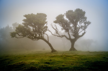 Tress in the mist at Fanal Madeira Island