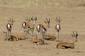 Springbok, Antidorcas marsupialis, Afrique du Sud