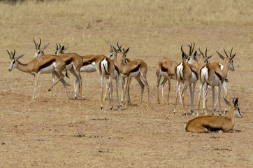 Springbok, Antidorcas marsupialis, Afrique du Sud