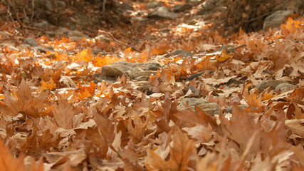 Background texture of yellow leaves. Autumn leaf background. Fallen leaves in the forest in autumn.