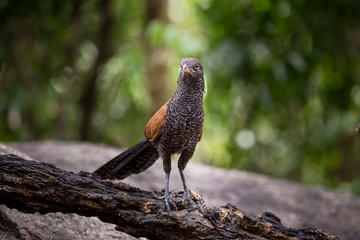 Coucals, Crow pheasants standing on a rock in the forest.
