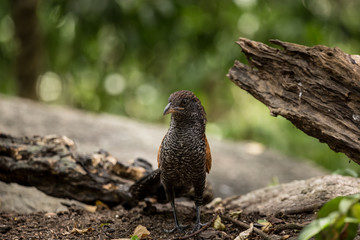 Coucals, Crow pheasants standing on a rock in the forest.