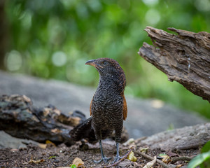 Coucals, Crow pheasants standing on a rock in the forest.