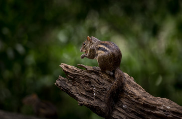 Indochinese ground squirrel on dry wood in park of Thailand.