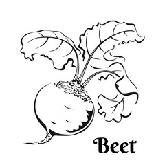 Beetroot black and white image. Vegetable Icon isolated on white background. Vector  illustration of food in simple style. 