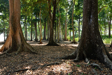 Fototapeta premium Trekking in the jungle for the highest Saddle peak of the Andaman and Nicobar Islands