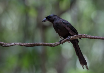 Racket-tailed Treepie ( Crypsirina temia ) on branch tree in park of Thailand.