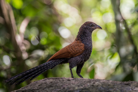 Coucals, Crow pheasants standing on a rock in the forest.