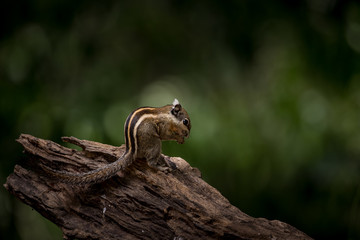 Indochinese ground squirrel on dry wood in park of Thailand.