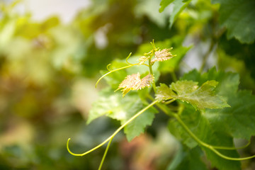 Baby grape leaves and vine in Vineyard with green blurred background.