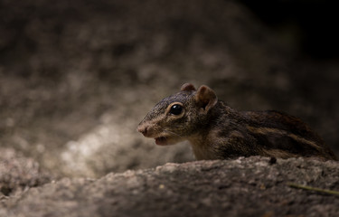 Naklejka na ściany i meble Indochinese ground squirrel (Menetes berdmorei) hiding behind the rocks in park.