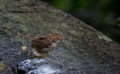  Pin-striped Tit Babbler (Macronus gularis) Standing furry on a rock in park.