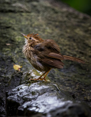  Pin-striped Tit Babbler (Macronus gularis) Standing furry on a rock in park.