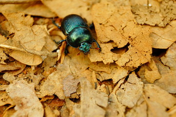 beetle on leaf 01