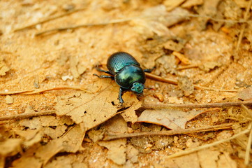 beetle on leaf 00