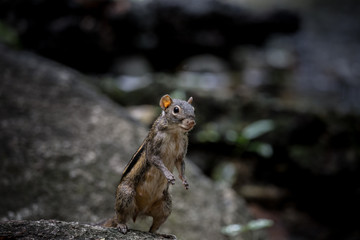  Indochinese ground squirrel on stone in park.