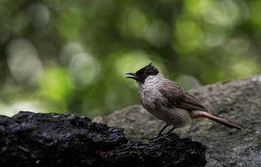 Sooty-headed Bulbul (Pycnonotus aurigaster) on dry tree in park.