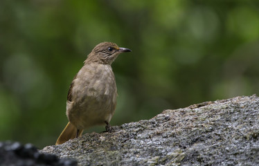 Bulbul streak-eared (Pycnonotus blanfordi) on stone in park.