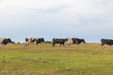 Naklejka na ściany i meble A herd of cows returns in the evening to the farm, across the field