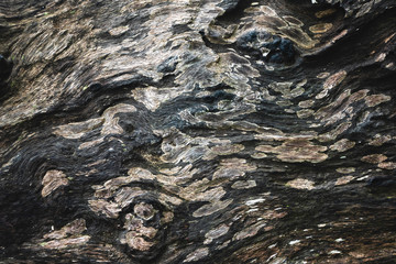 Brown wood surface Abstract template / old wood background image