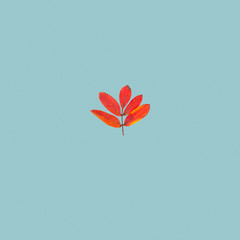 Autumn rowan leaf on blue card background