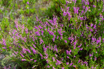 Obraz premium Beautiful heather bush. Natural background natural tones bright shades.
