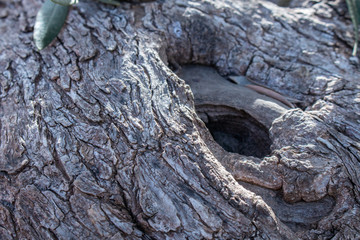 Texture trunk of an old olive tree Natural design element. Texture of a trunk an old olive tree. Macro of a bark of olive tree. Olive wooden background.