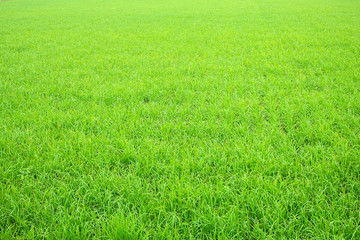 Naklejka na ściany i meble Bright green rice fields in the morning, rice fields of Thailand