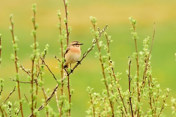 Pokląskwa na zielonych gałązkach © Katarzyna