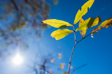 Close up of green leaf
