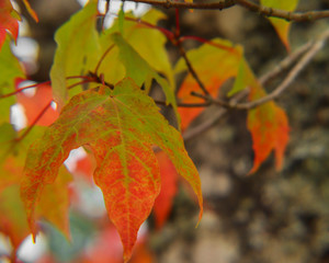 autumn leaves on tree