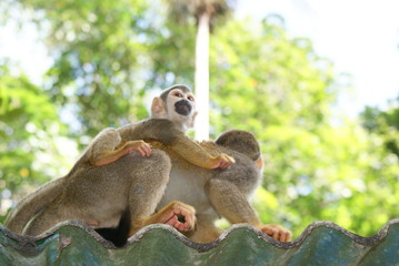 Macaco de Cheiro da Amazônia