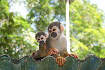 Macaco de Cheiro da Amazônia