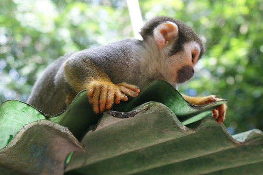 Macaco de Cheiro da Amaz&ocirc;nia