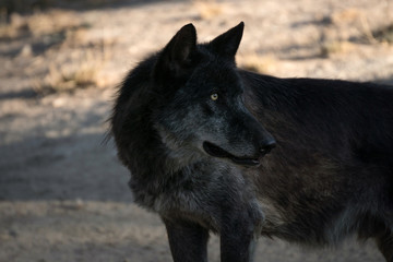 Retrato de un lobo ártico negro