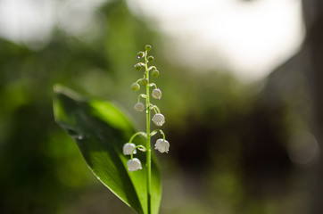 Delicate flowers lilies of the valley on a beautiful blurry background with bokeh. Photo taken on a sunny day in nature, processed in delicate summer colors. 