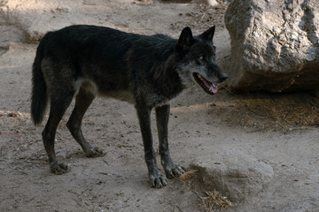 Retrato de un lobo ártico negro