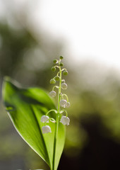 Delicate flowers lilies of the valley on a beautiful blurry background with bokeh. Photo taken on a sunny day in nature, processed in delicate summer colors. 