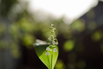 Delicate flowers lilies of the valley on a beautiful blurry background with bokeh. Photo taken on a sunny day in nature, processed in delicate summer colors. 