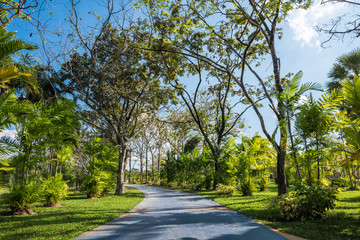 Obraz premium Footpath in Public Park
