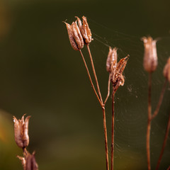 Dry, fallen flowers in the garden